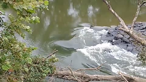 brandywine river flood