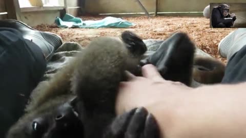 Cute and adorable monkey Part 4