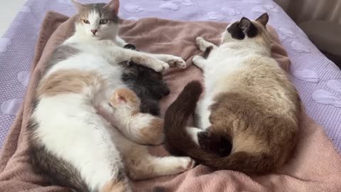 Dad Cat Meets His Baby Kittens for the First Time