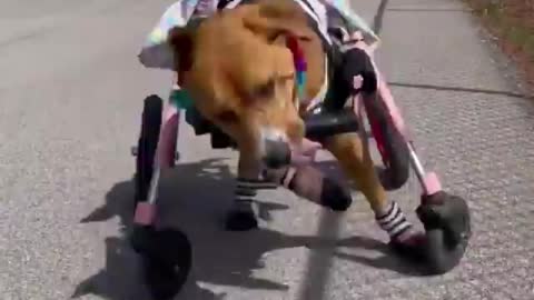 The dog rides in a stroller