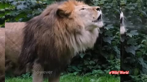 The lion is the second largest feline in the world.
