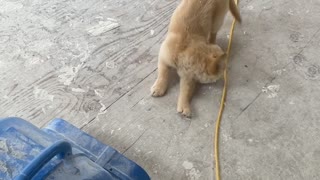 Golden Retriever Puppy Enjoys Sitting in Front of Fan