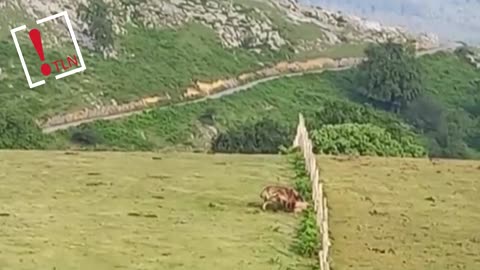 Tres mastines atacan a una oveja en Bizkaia