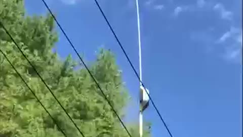 Skilled pilot uses chainsaw to cut trees near power lines