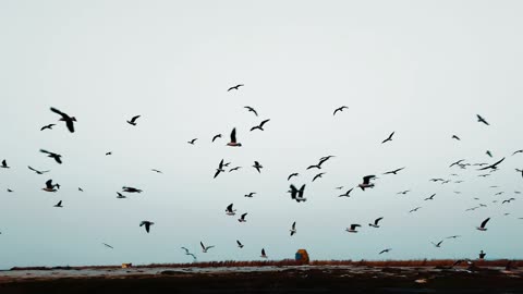 A Flock of Birds Flying over a Body of Water