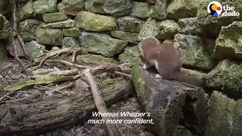 Tiny Baby Stoat Has The Best Reaction When She Meets Someone Like Her _ The Dodo Little But Fierce