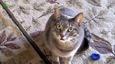 Hilarious: Funny Cat Videos That Will Make You Smile!