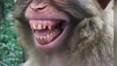Comedy video of monkey laughing monkey Animal funny video