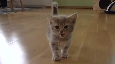 Cute munchkin baby kitten talks too much 2022