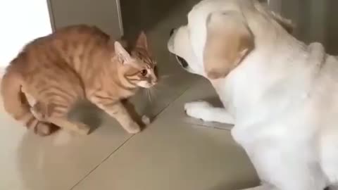 Who's said cats and dogs can't be friends