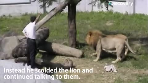 #Lion attacks Man!