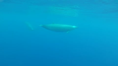 First underwater video of True´s beaked whales