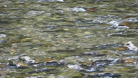 Salmon spawning