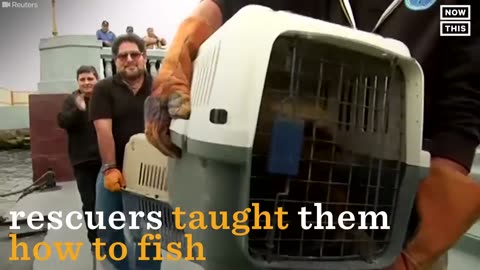 Orphaned Sea Lions Go Back To The Wild