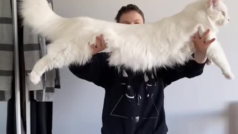 How is big Maine coon cat?