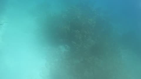 Chromis Reef #2, BVI