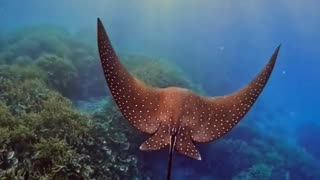 Best underwater Ocean fish video