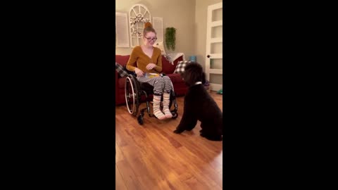 Smart dog learns to read words