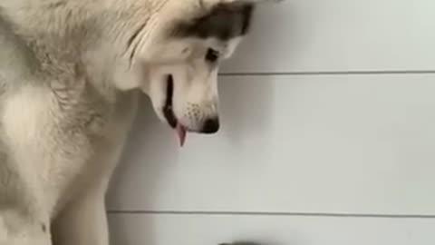 The Purrfect Love Story: When a Gentle Husky Meets a Cute Kitty!