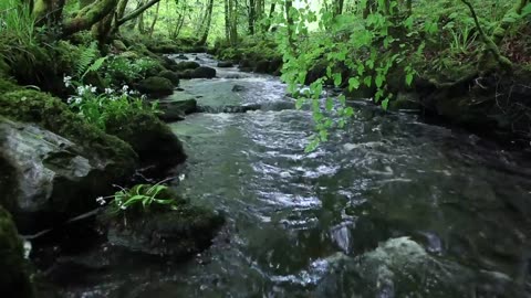 Nature Sounds of a Forest River for Relaxing