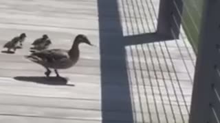 Mama Duck Teaches Ducklings