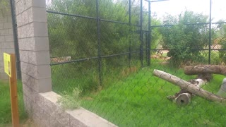 Caracal "plays" with girl