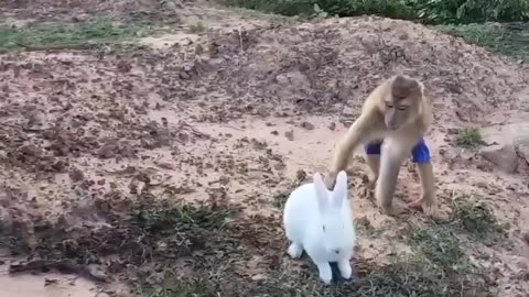 #monkey rabbit friendship#