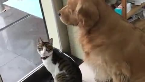 What are they looking at#InTheHouseparty #yearbook2020 #tiktot #foryou #pet #cat #cute #dog