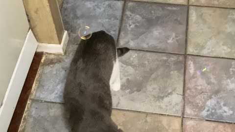Cat Chasing Bubbles