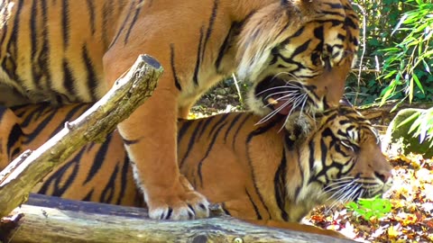 Wonder Tiger In Forest