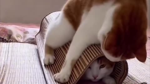 Funny cat videos