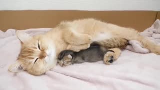 Looking back at the mother cat whose affection is too intense