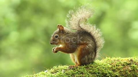 Animals squirrel