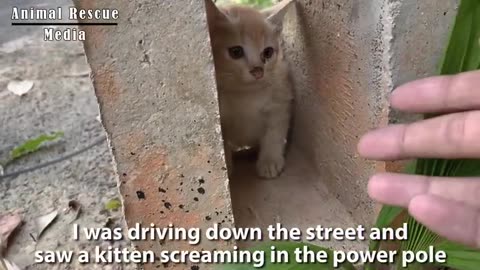 Heartless People Who Made the Kitten Aggressive Animals in Crisis