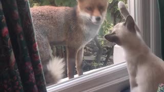 Fox Hangs Out With Kitten Through Window