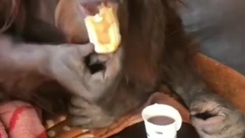 Monkey's Tea & Snacks Time #shorts #viral #shortsvideo #video