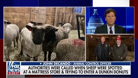 Tucker speaks with animal control officer who rescued sheep from slaughterhouse