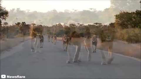 6 Lion Encounters That Will Give You Chills (Part 5)