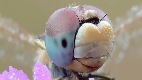 A dragonfly's morning routine