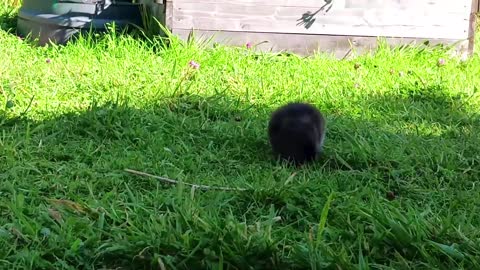 Baby muskrats live under my greenhouse