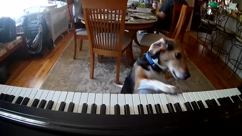 💘 My Furry Valentine 💘 Featuring Buddy Mercury Piano Dog