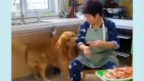 Cute Puppy Dresses It's Bed and Helps It's Owner Baby.