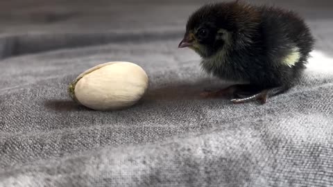How small are button Quail