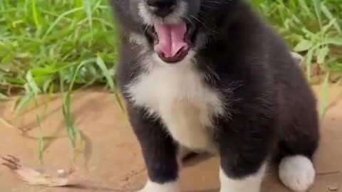 Two cute puppy playing with each other funny video