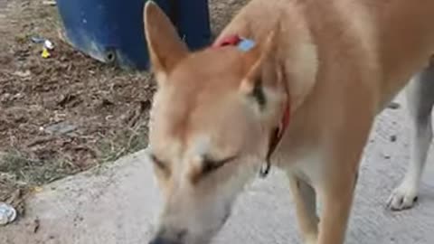 Street Dogs and Cats of Phuket, Thailand