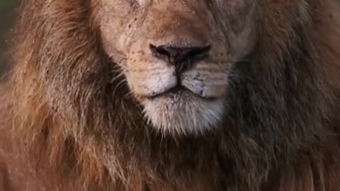 The lion