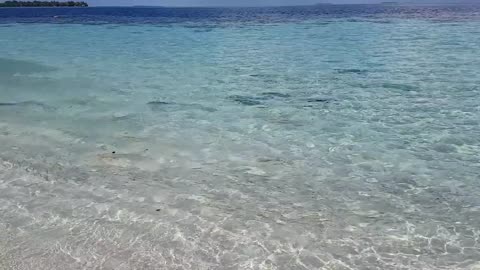 Dozens of Blacktip Reef Sharks Join Feeding Frenzy in The Maldives lover