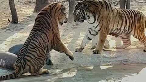 Two fighting tigers are fighting for each other