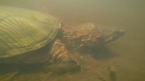 Huge Turtle