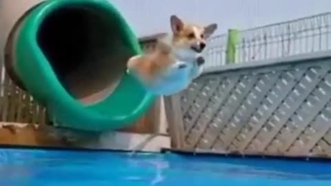 Gliding corgis